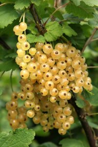 Bunch of white currants on a bush in summer.